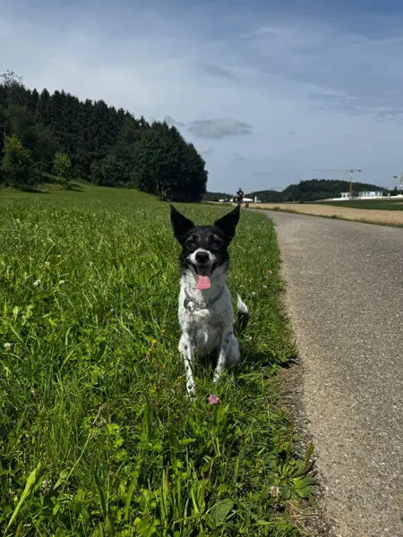 Disy – lebenslustige Herzhündin