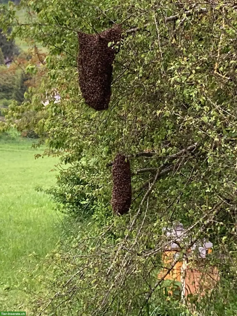 Bienenschwärme & Ableger zu verkaufen