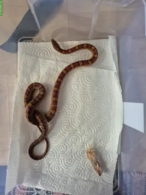 4 Kornnattern Babys, Weibchen