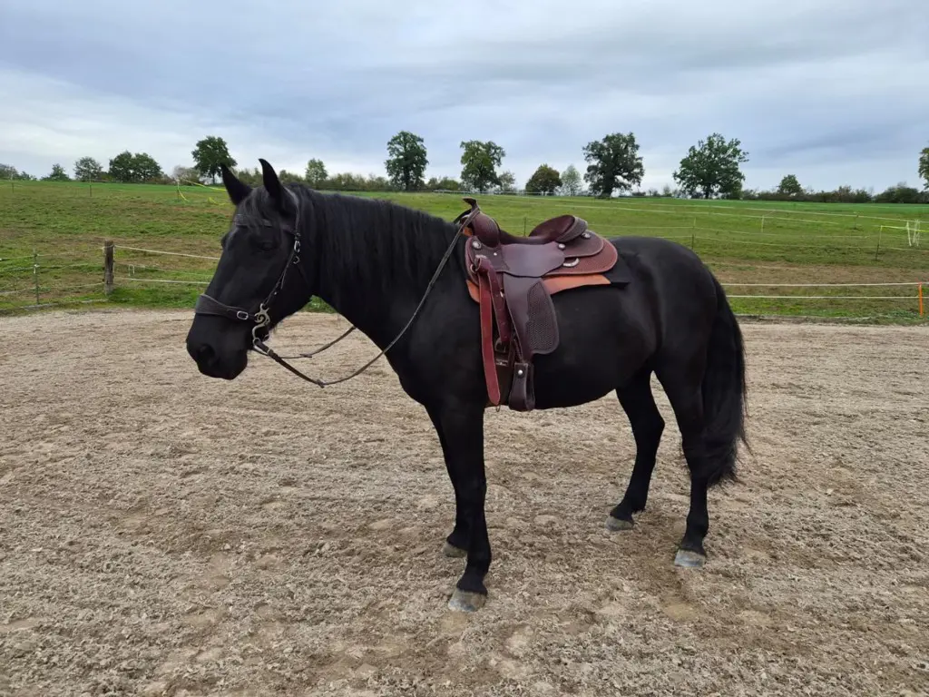 Stallsuche in der Zentralschweiz