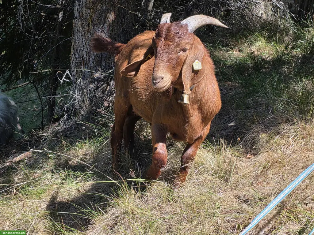 Red Kalahari Burenziegen-Bock zu verkaufen