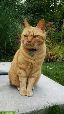 Katzensitter Region U'Siggenthal, Turgi, Brugg, bis Bad-Zurzach..