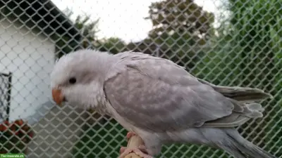 Mönchssittich-Paar (Myiopsitta monachus) aus Aussenhaltung