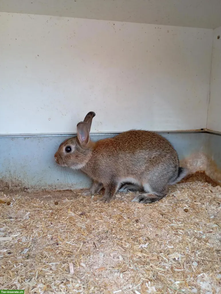 Diverse Kaninchen, Meerschweinchen abzugeben