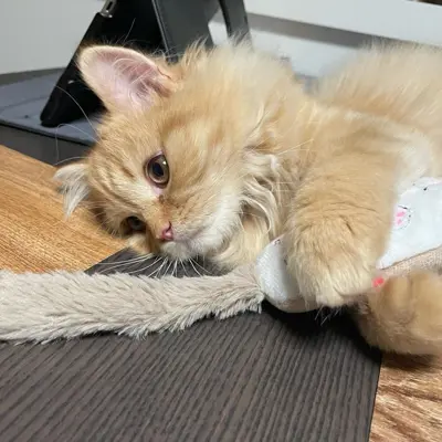 BKH-Katze Weibchen