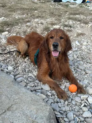 Hundebetreung für Balu