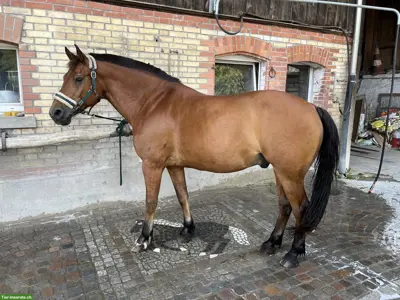 Reitbeteiligung für 18-jährigen Freiberger in Wangen ZH