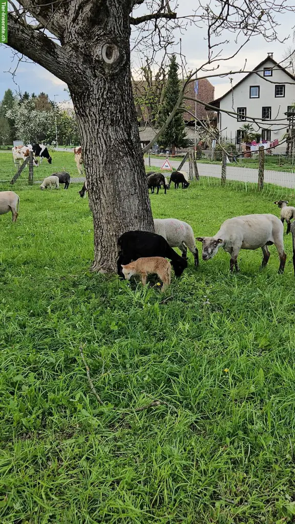 Ouessant Aue GESUCHT als weiteres Herdenmitglied 🐑