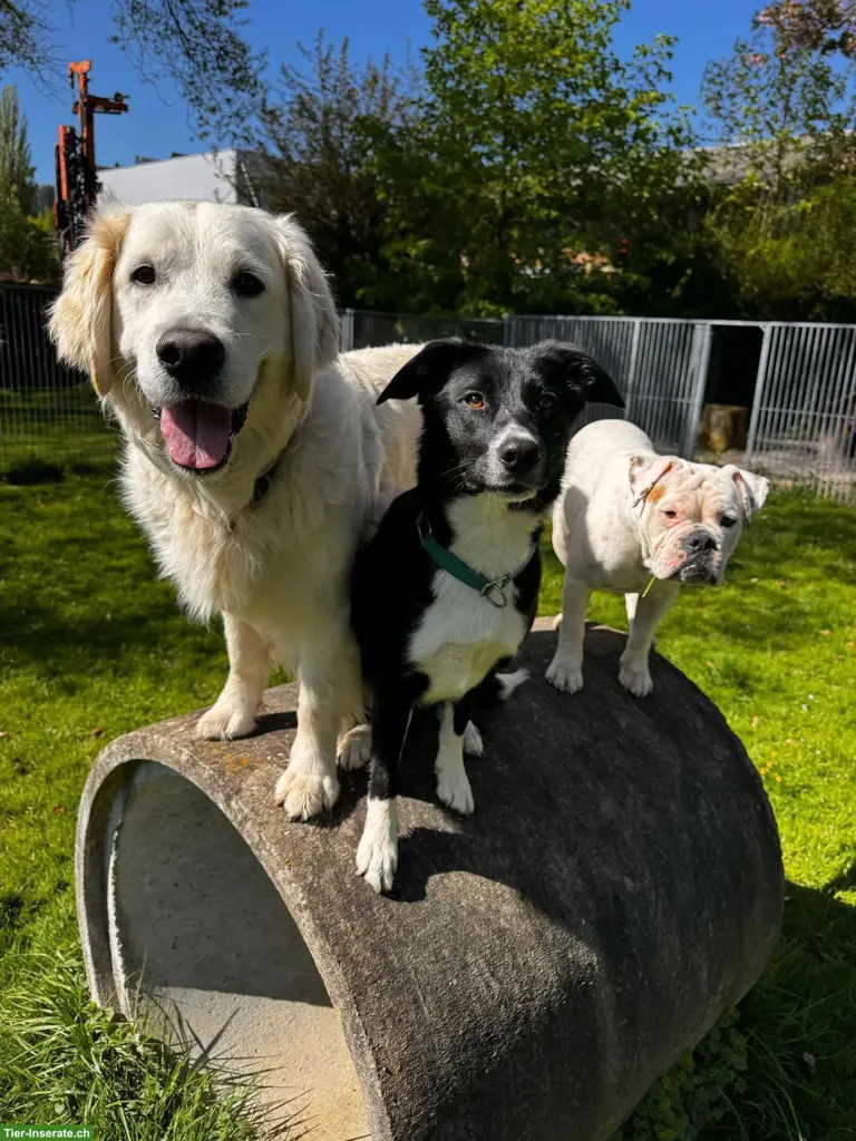 Tolle Tierpension mit Herz & Kompetenz vom Nager bis zum Hund