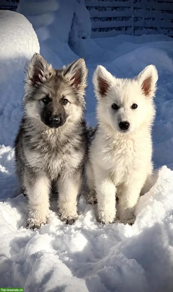 Schäferhund Welpen ❤️ GLÜCK ❤️ im Oktober