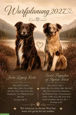 Australian Shepherd | Wurfplanung 2027