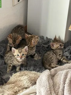 Bengal Kitten mit Stammbaum