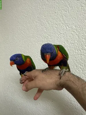 2 handzahme Regenbogenloris | Paar | inkl. Käfig & Zubehör