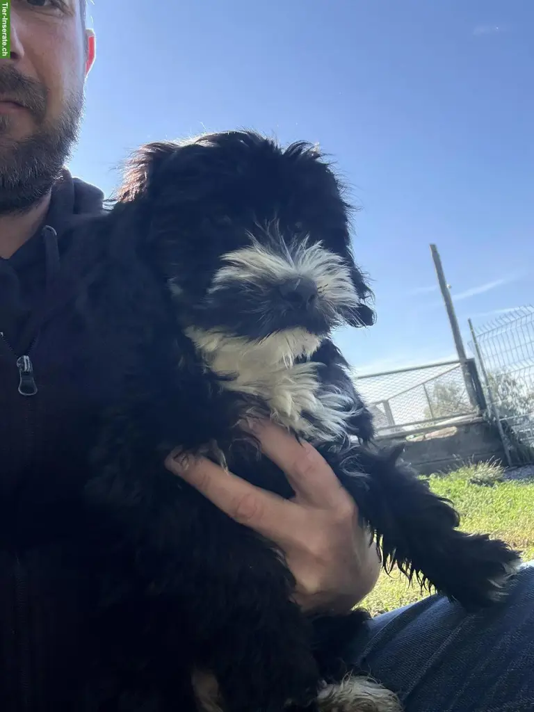 Cockapoo Welpen, Rüden, schwarz-weiss