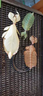 Wandelnde Blätter (Phyllium letiranti) abzugeben