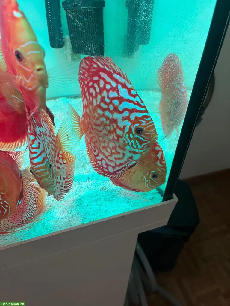 Wunderschöne gesunde Diskusfische, 1-jährig