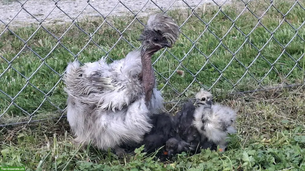 Showgirl Seidenhuhn-Hennen