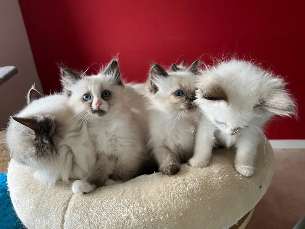 HeiligebirmanxRagdoll