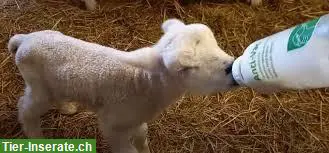 Aufzucht von Flaschenlämmern