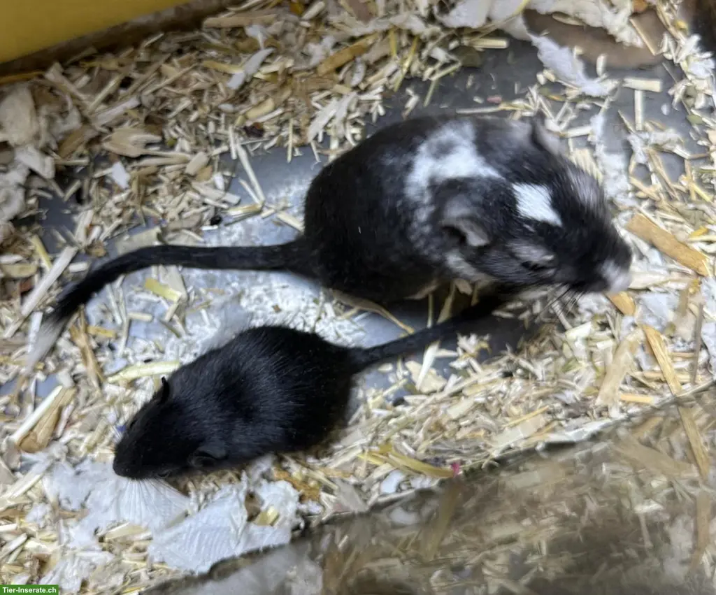 unnamed