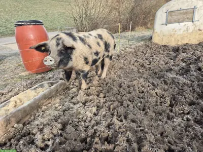 Alpenschwein Deckeber zu vermieten