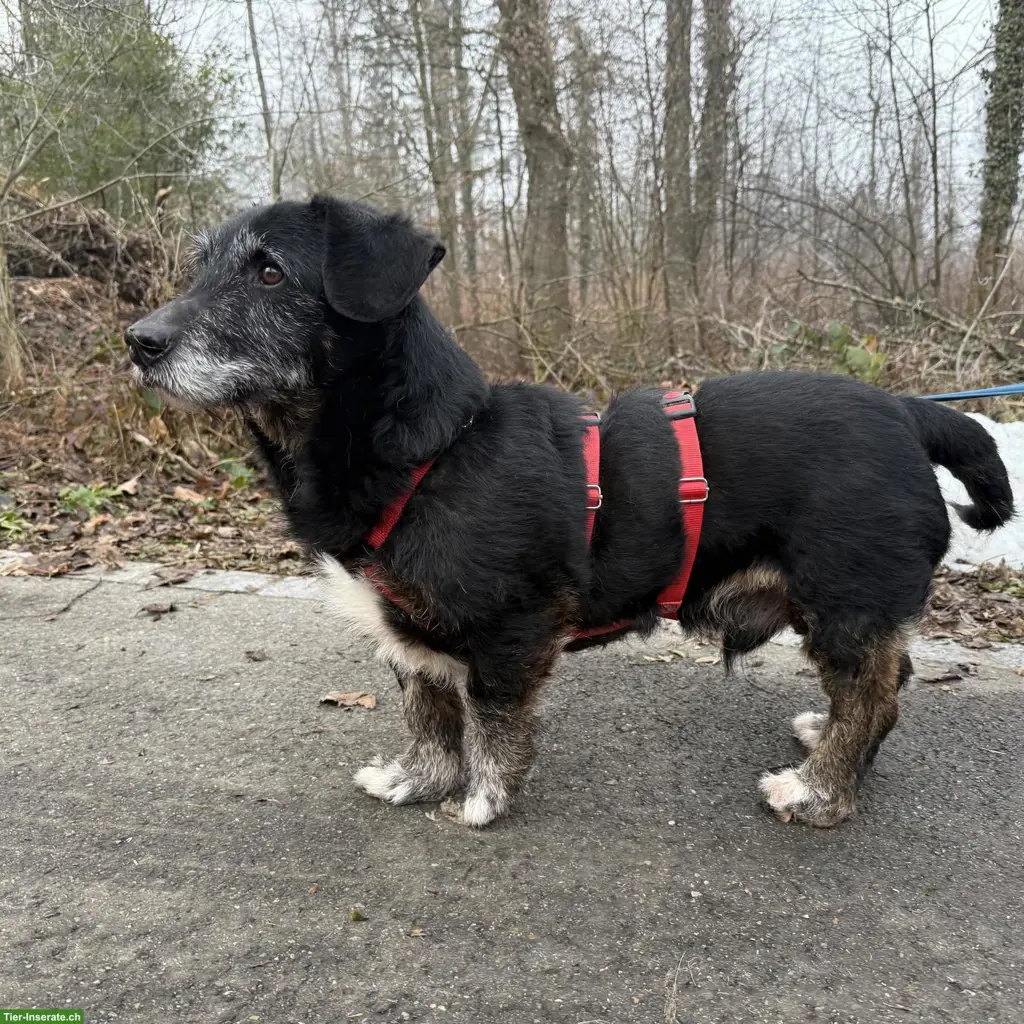 Mischlingsrüde Rexi, aktiver Senior