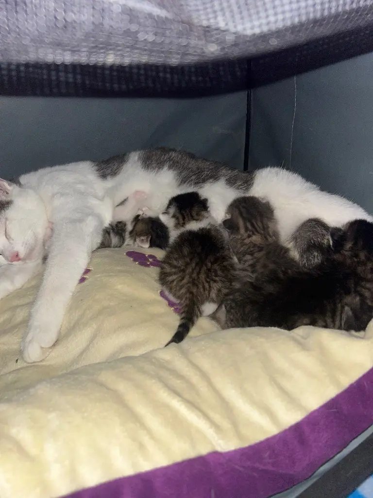 4 Katzen kitten suchen ab 12 Wochen ein neues zuhause