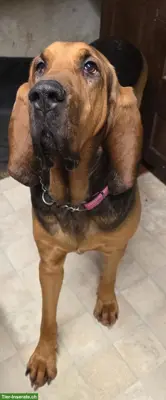 BLOODHOUND Hunde Mädchen sucht ein Zuhause