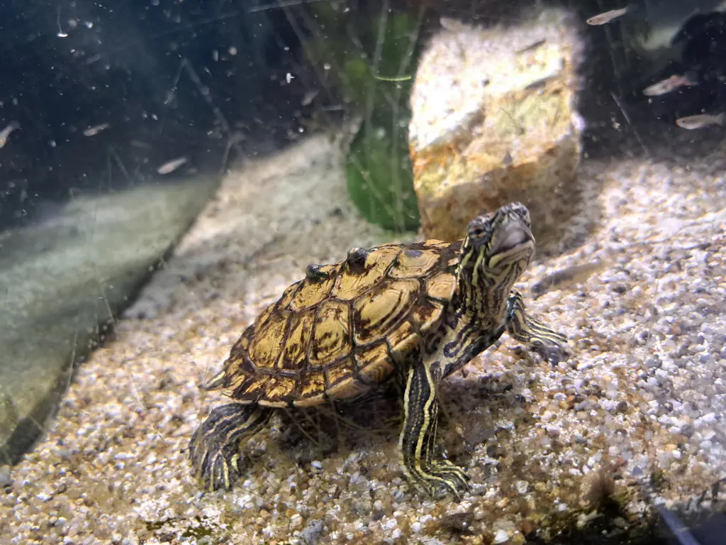 Mississippi Höckerschildkröte