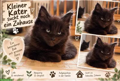 Maine Coon Kitten in Brown Tabby und Black Solid