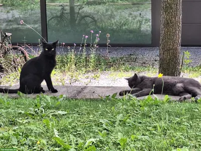 Liebevolle Katzenbetreuung in Luzern