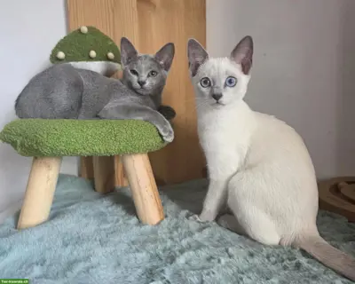 Russisch Blau Kitten mit Stammbaum, Blue Points | 100 % BIO-BARF
