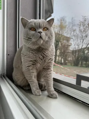 Deckkater BKH Lilac