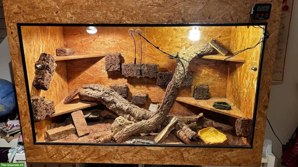 Zwergbartagame Männchen mit Terrarium & Zubehör