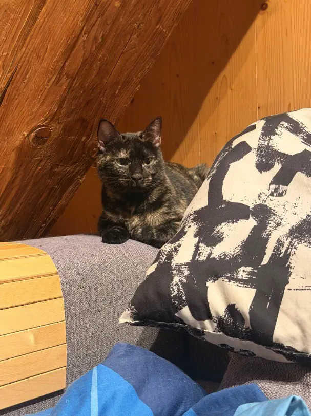 Katze abzugeben