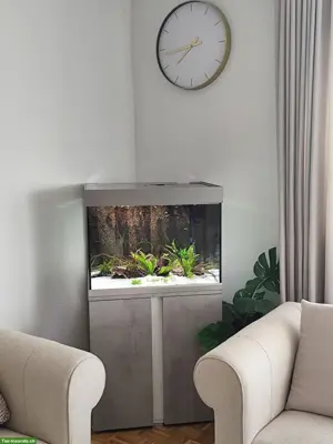 EHEIM Proxima 175L Aquarium Komplettset mit Zubehör