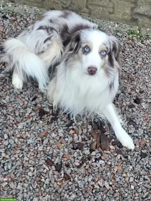 Sehr schönen Mini Aussie Rüde kastriert