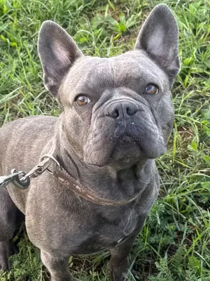 Französisch Bulldog