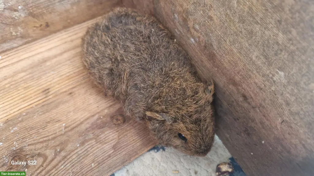 Baby Meerschweinchen abzugeben