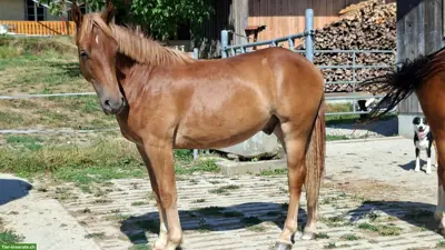 Freiberger Jährlingswallach
