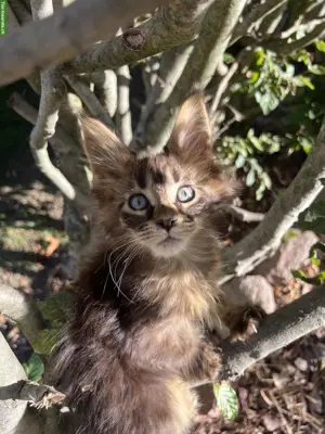 Maine Coon Kitten mit Stammbaum (Poly)