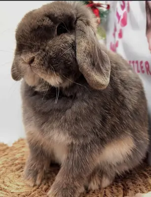 Ausgewachsen Mini Lops und Zwergkaninchen Geimpft