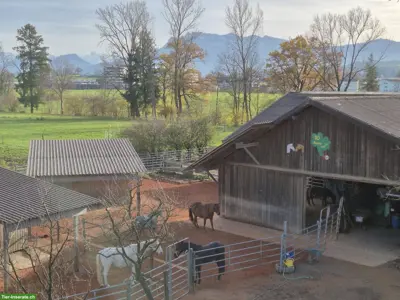 Offenstallplätze frei in Sempach in gemischter Gruppe