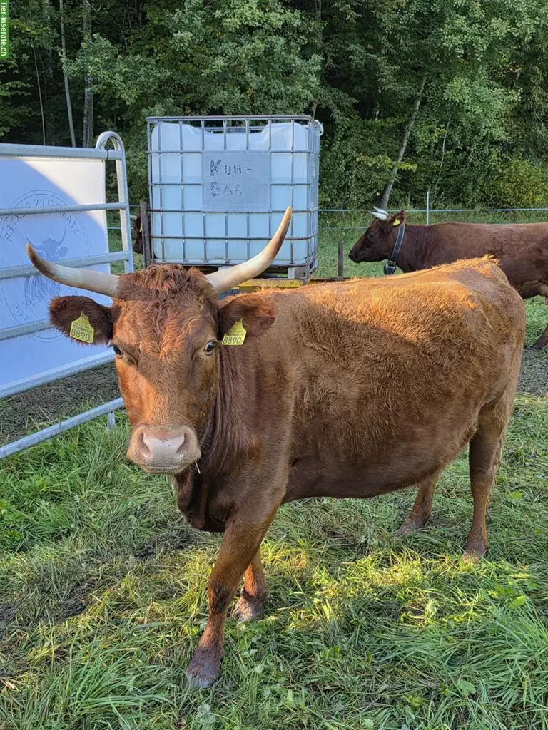 Dexter Kuh mit Kalb