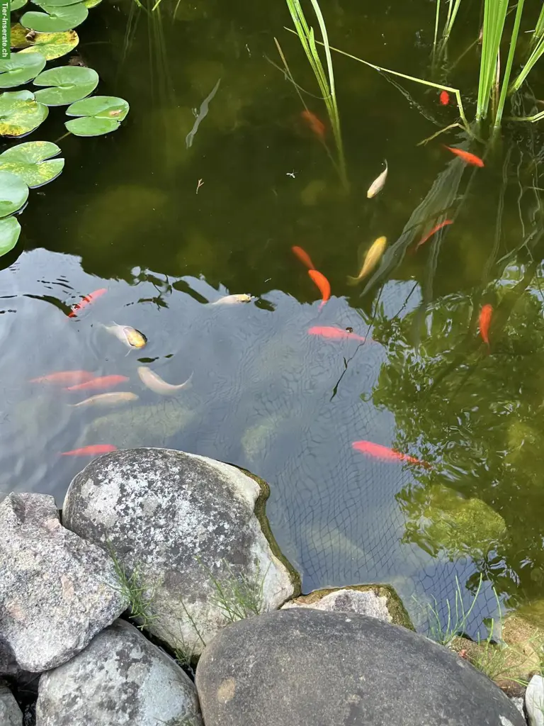 Goldfische gratis abzugeben
