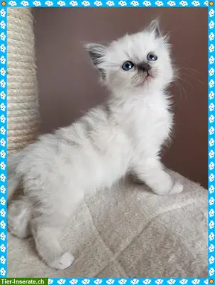 Birma Kitten aus registrierter Hobbyzucht in Nordrhein-Westfale