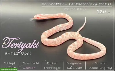 Kornnatter "Opal" Jungtiere