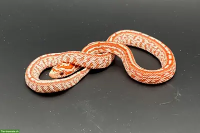 Kornnatter "Hypo Tessera" Jungtiere