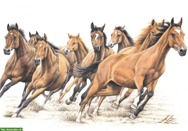 Sensible Pferde & Ponys suchen liebenswerte Reitbeteiligung