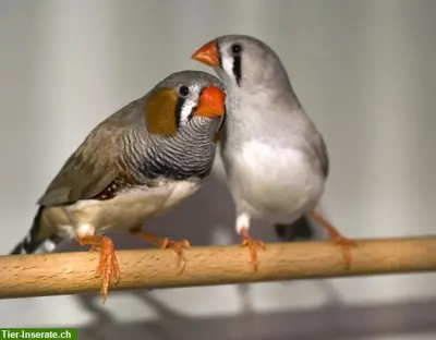 Diverse junge Zebrafinken zu verkaufen